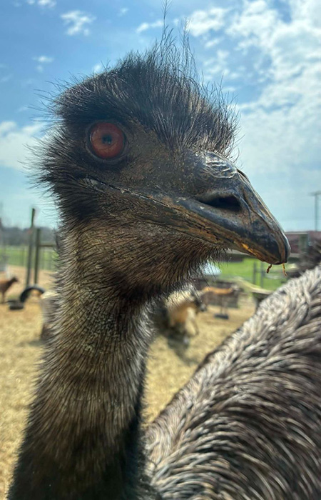 Emu