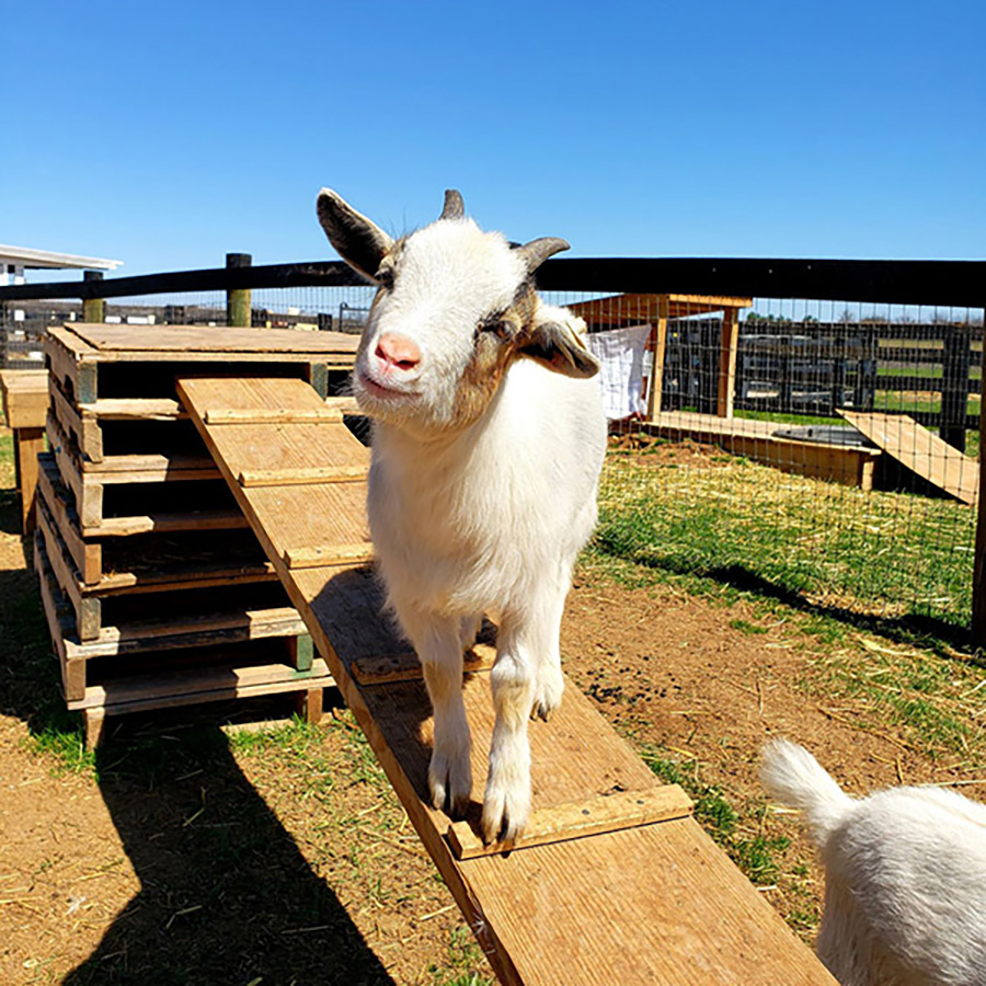 Goat
