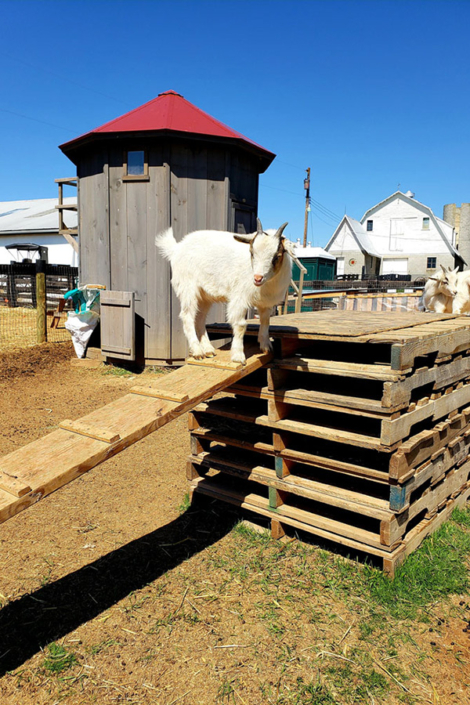 Goat Playing