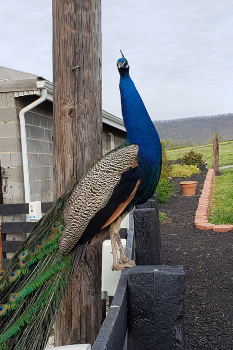 Peacock