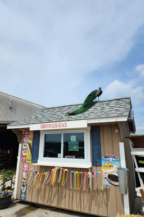Peacock on Snack Shack