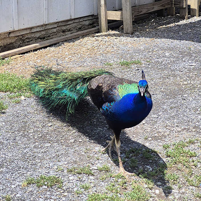 Peacock