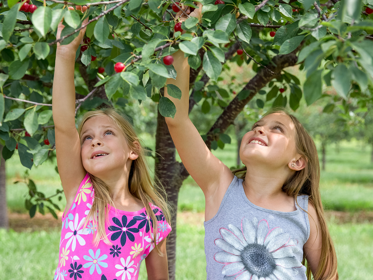Picking Fruit