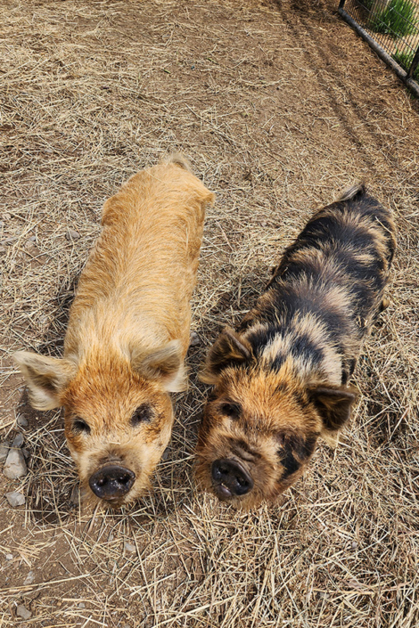 Pigs