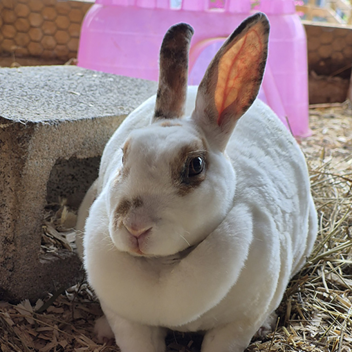 Rabbit
