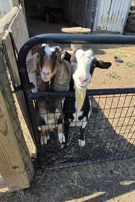 Two Goats