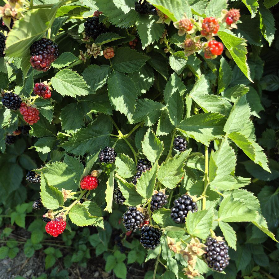Blackberries Blackberries