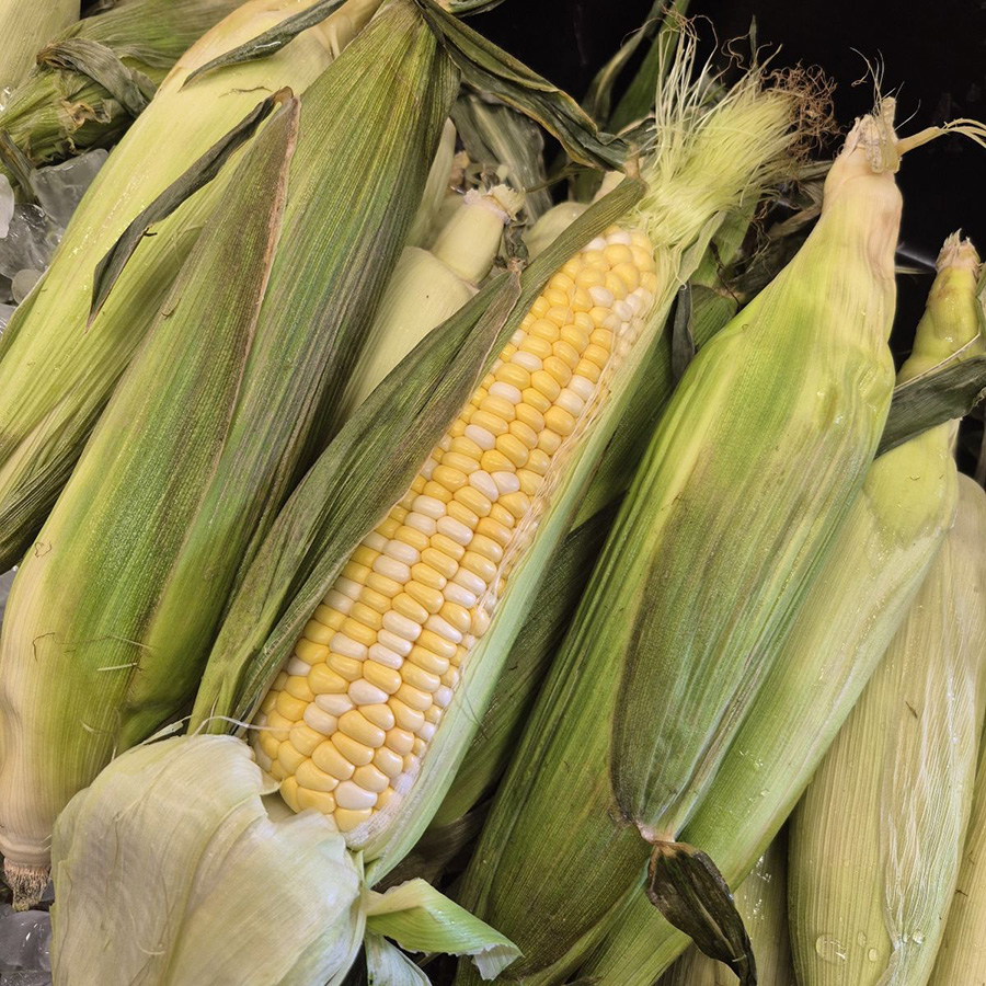 Corn Corn