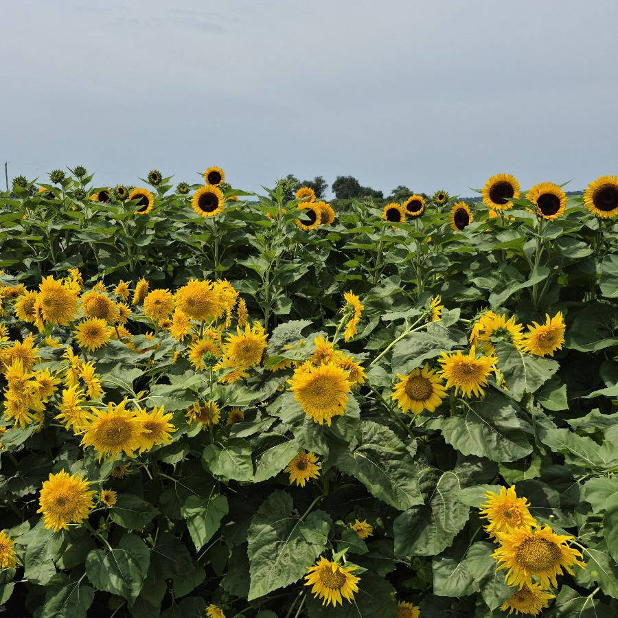 Sunflowers Sunflowers