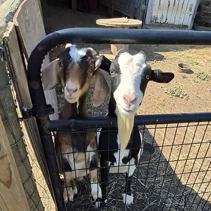 Goats Goats