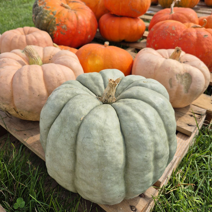 Orrs Pumpkins Orrs Pumpkins