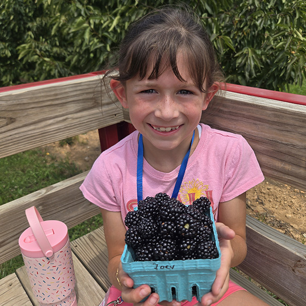 Picking Black Berries