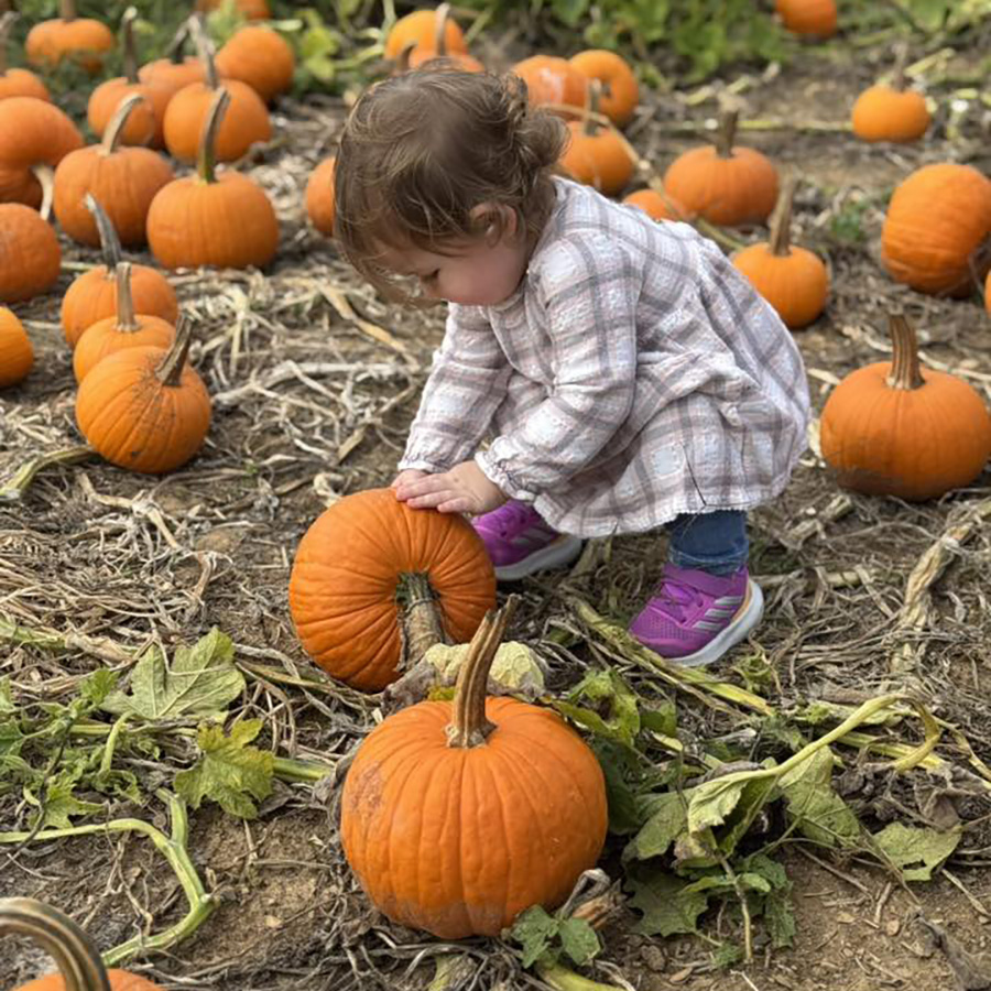 Pumpkin Patch Pumpkin Patch